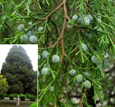 Sabina chinensis seed